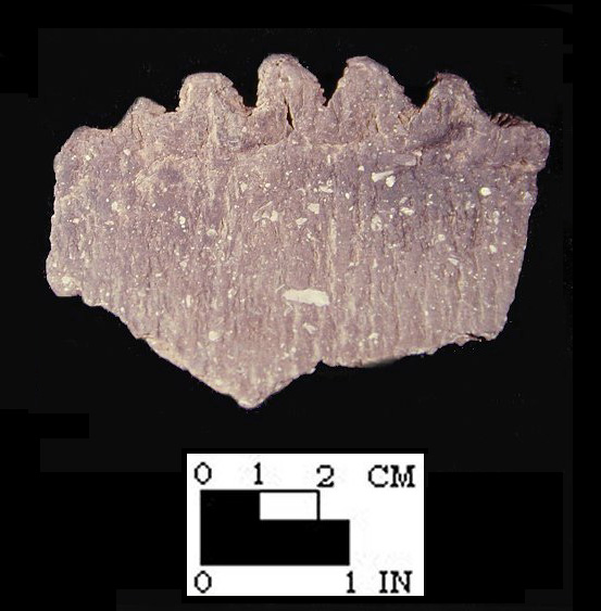 Keyser pie crust rim sherd with cord-wrapped paddle marks from the Hughes site, 18MO1-SI Cat.# 396761-Courtesy of the Smithsonian Institution, Museum of Natural History, Department of Anthropology.